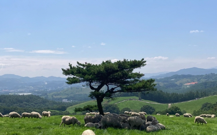 대관령 양떼목장