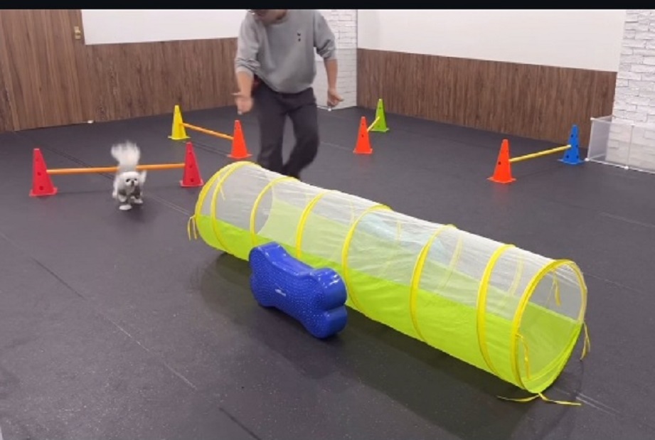 애견유치원-선생님-달인-서용석-맥스클래스