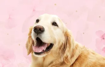 행복한 반려견 맞이하기 나에게 맞는 강아지 선택 가이드_5