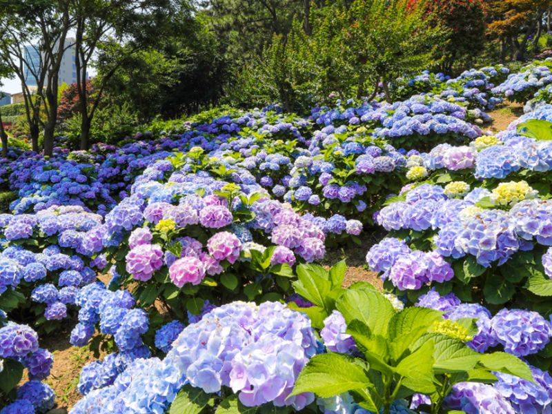 장생포 수국축제