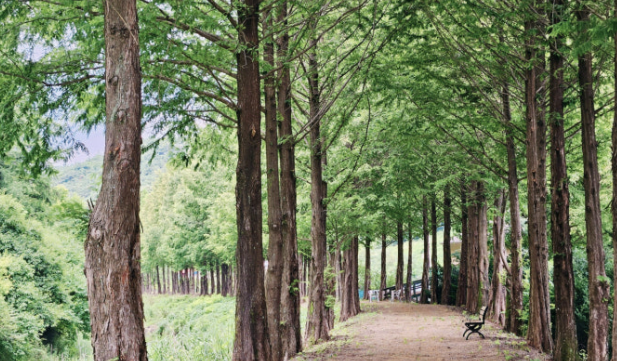 영월 메타세콰이어길의 여름