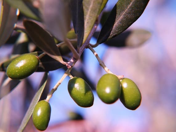 저온압착 방식 엑스트라버진 올리브오일