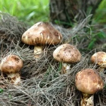 송이버섯 채취시기가격 정보를 확인_14