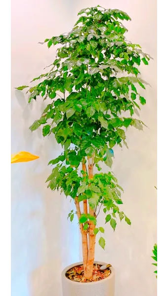 녹보수 물주기 광량관리 환기요령 비료주기 침실 거실 추천_5