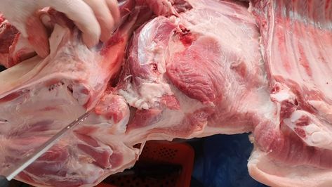 발골 관련사진