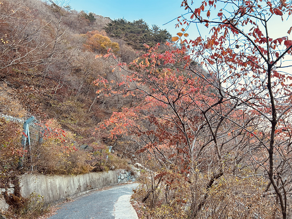 간월재에서 복합웰컴센터로 가는 하산길