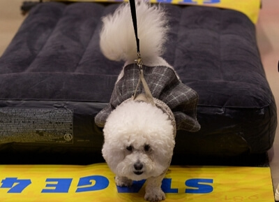 제주 반려동물 동반여행 구팔일 댕댕이 레이싱