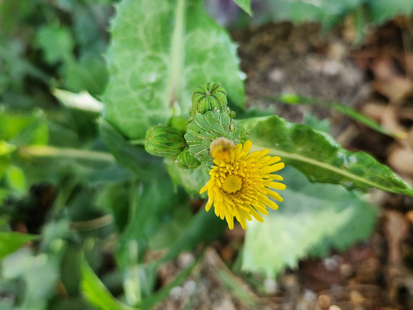 방가지똥(청채)