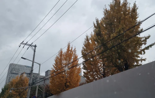 은행나무모양