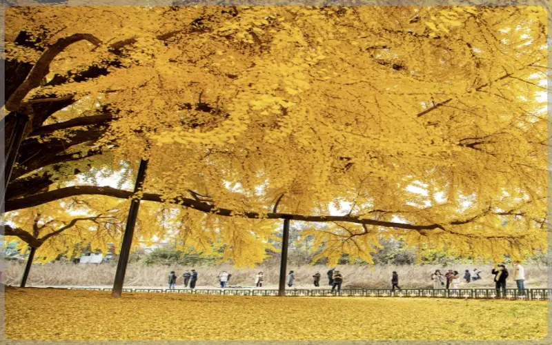 반계리 은행나무_8