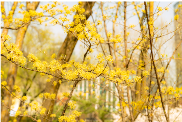 구례 산수유 꽃 축제