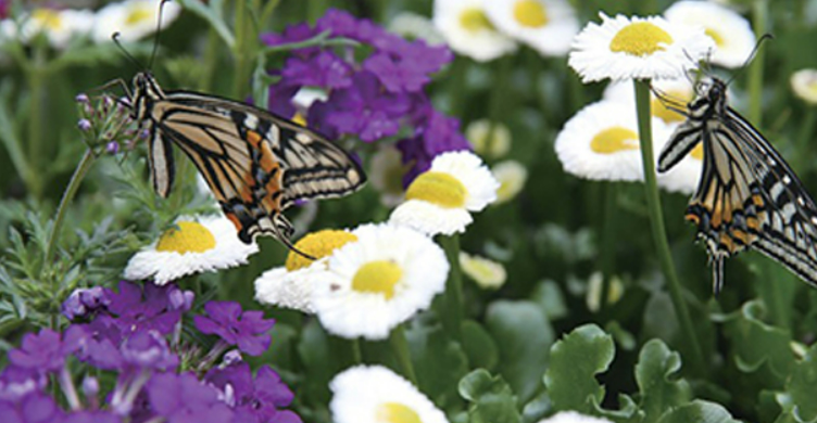 2024 함평 나비축제 예매방법&amp;#44; 입장료&amp;#44; 근처맛집 총 정리