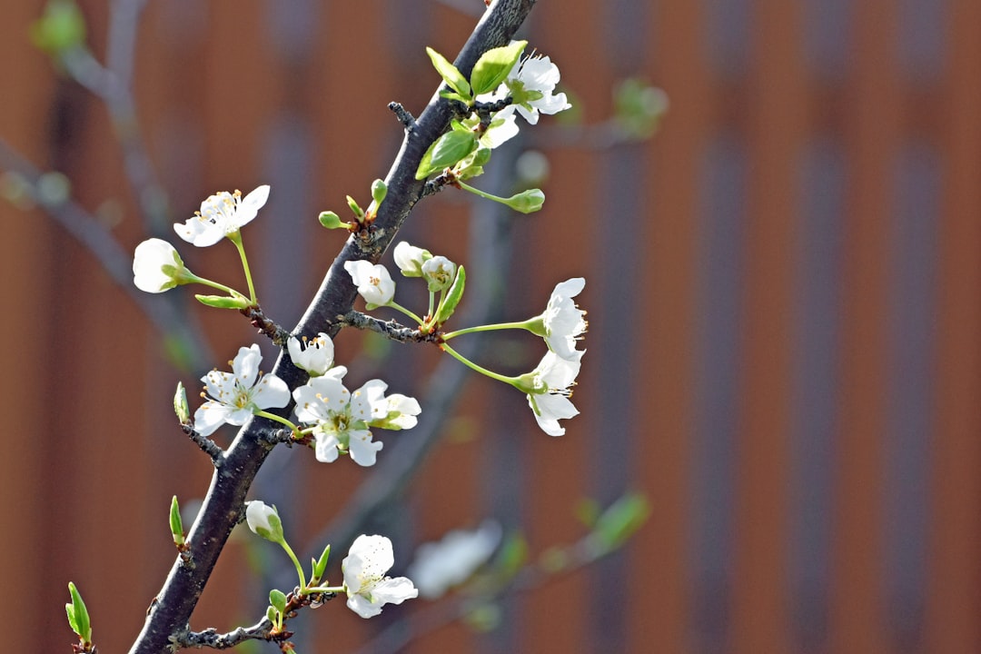 Plum blossom