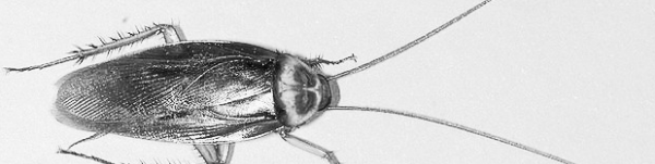바퀴벌레 퇴치방법: 불쾌
