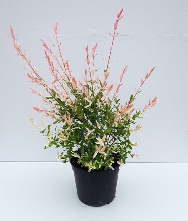 플라밍고셀릭스