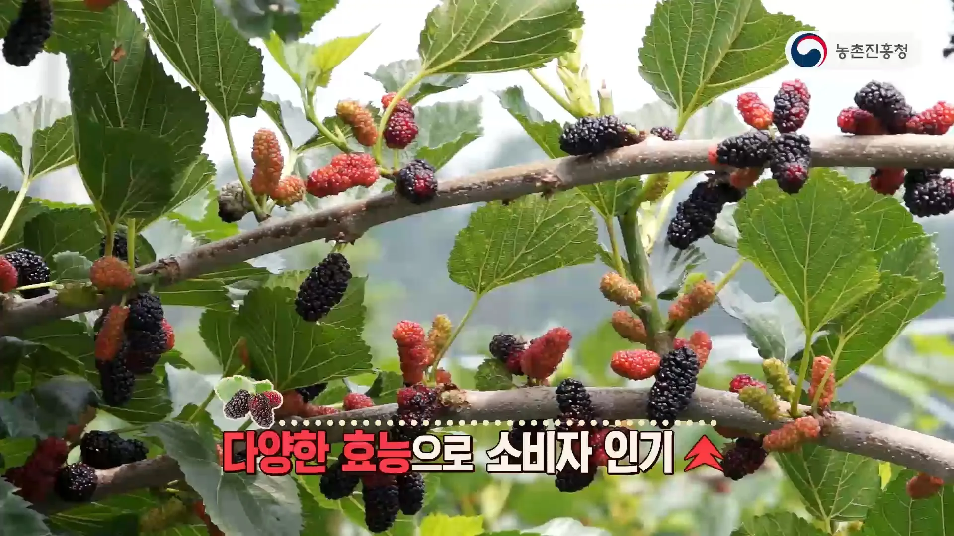 오디 재배 뽕나무 전정 수확 시기 저장 요령_7