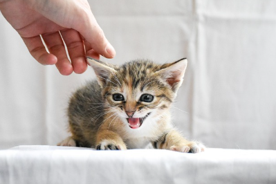 고양이 행동에 대한 이해: 왜 이런 행동을 할까?
