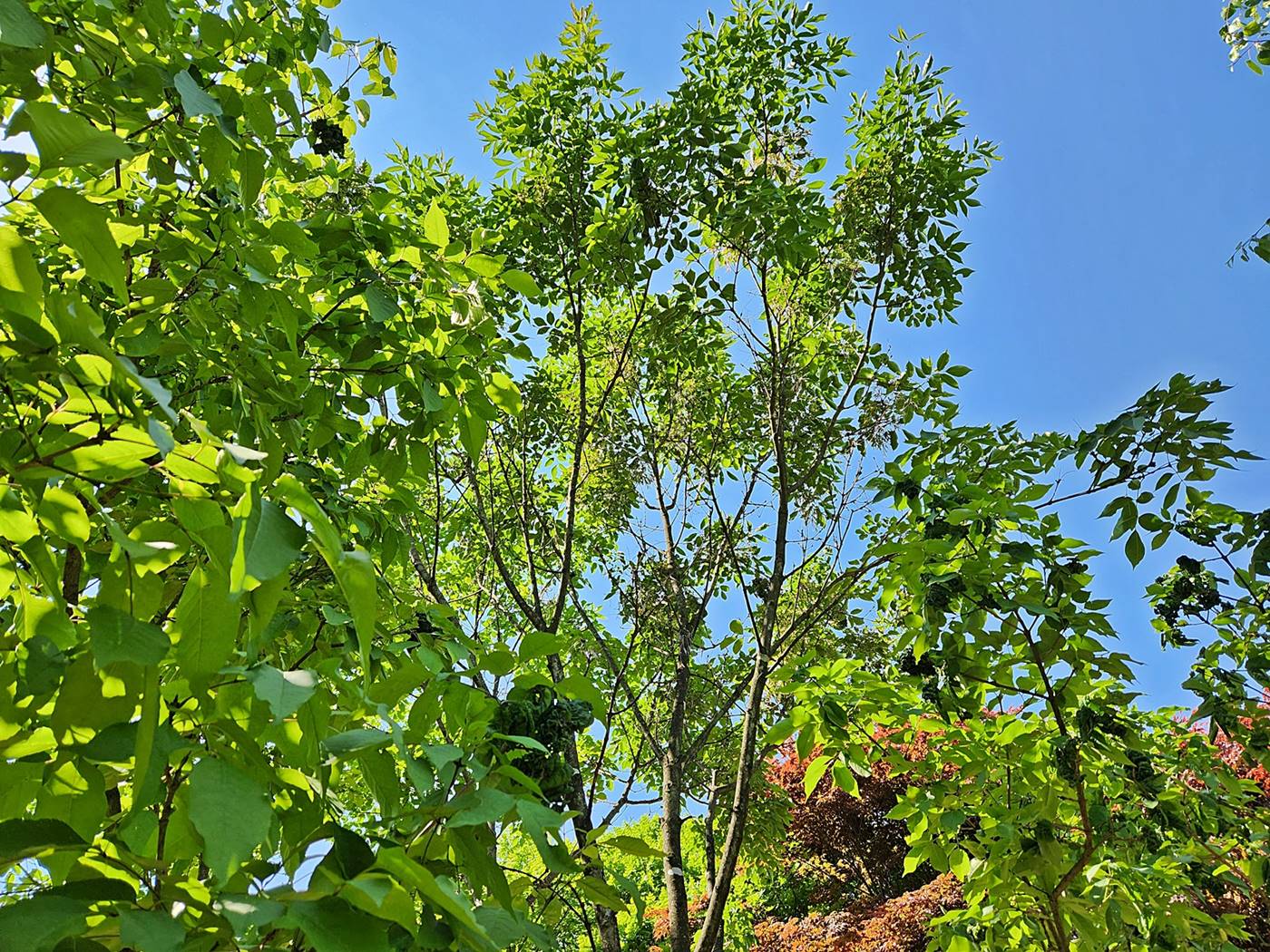 중국물푸레나무