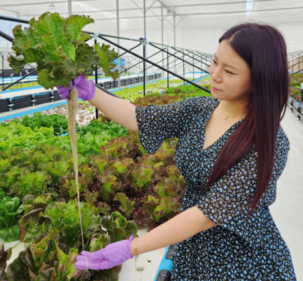 생방송투데이 이주의 장바구니 아쿠아포닉스 16종 유럽 잎채소 구매방법 밀양 플로우팜