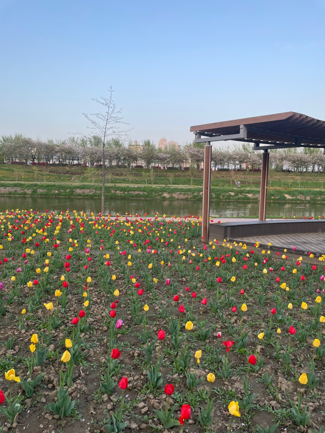 구로 햇살광장 튤립 사진(출처: 본인)
