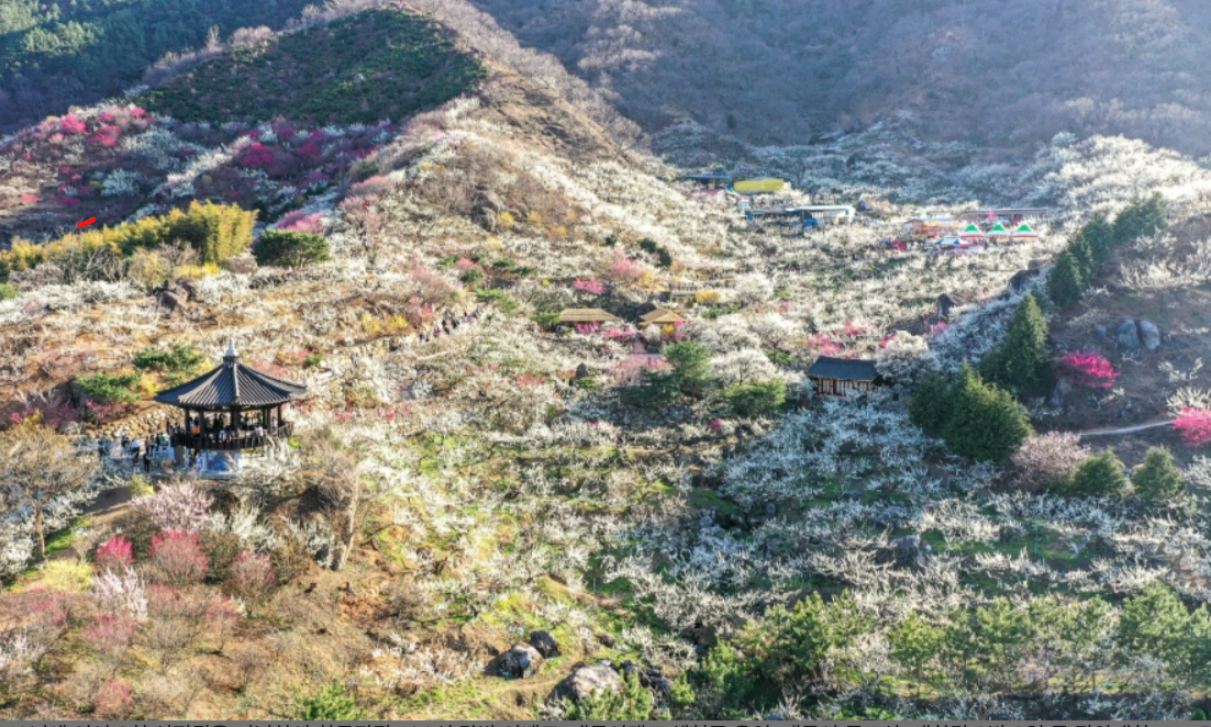 광양매화축제 / 광양 시청 홈페이지