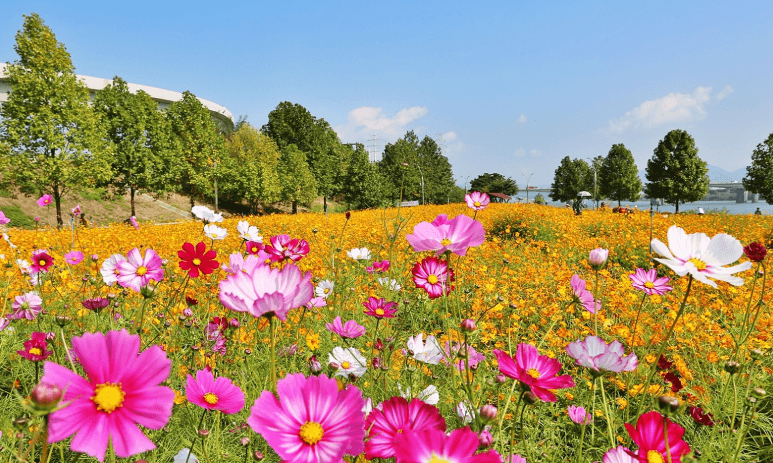 구리코스모스축제