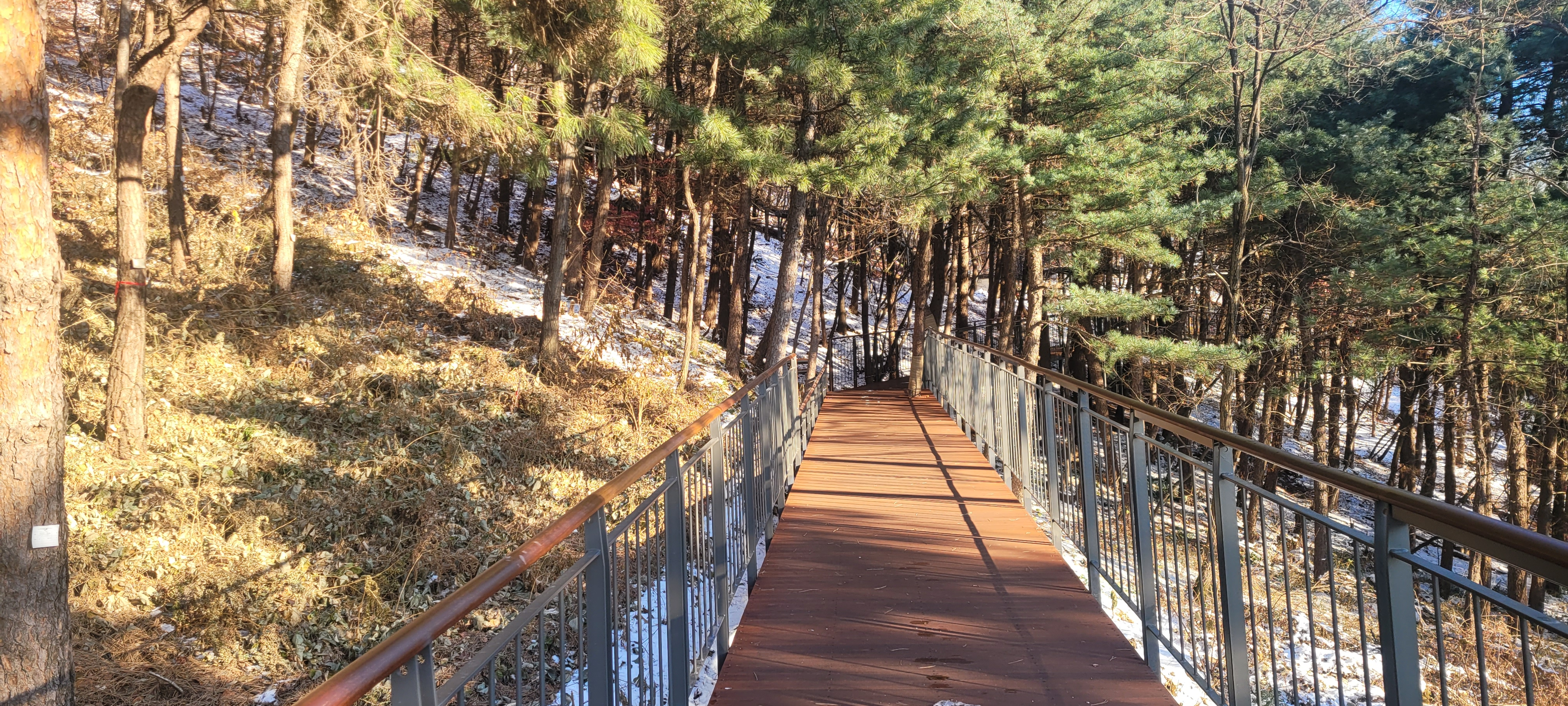 ▲ 남산 하늘숲길