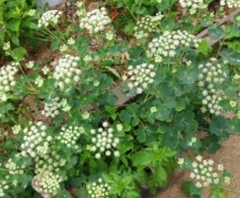 방풍나물 재배 모종 심기 바람막이 설치 생육 관리_29