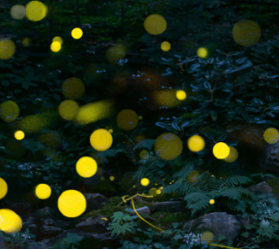 화담숲 예약 방법, 모노레일 시간