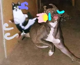 개 고양이 트라조돈 약물 사용 가이드와 주의사항 정리_19