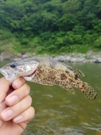 5월 쏘가리 금어기 시작 전국 금지 기간 완벽 정리와 낚시 규정_7
