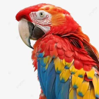 앵무새 분양 가격 키우기 분양 수명 먹이 성격 종류_2