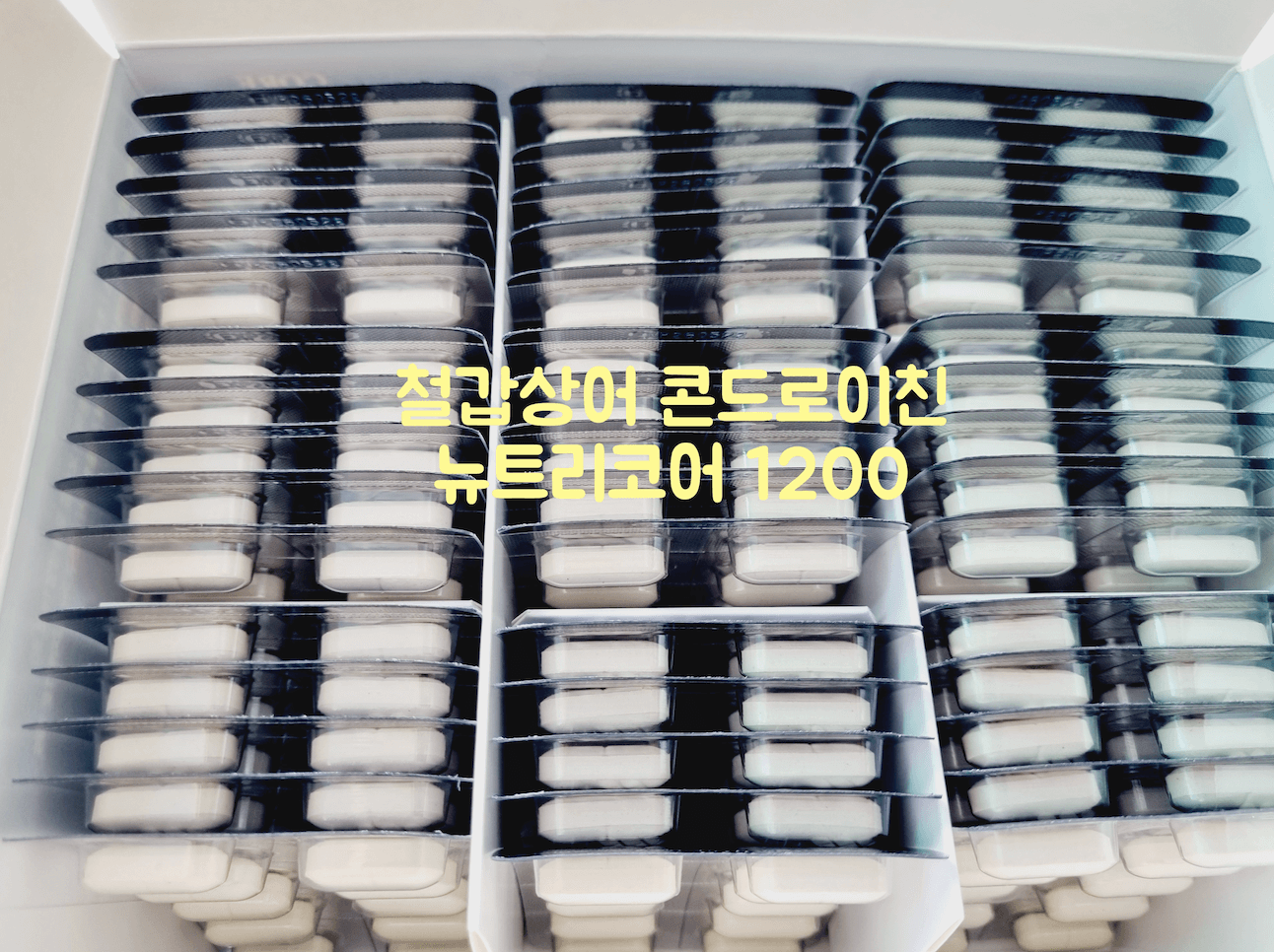 철갑상어 콘드로이친