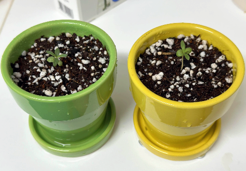 다이소 로즈마리