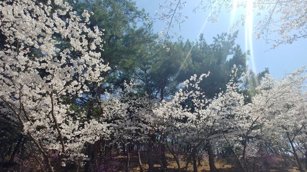 미리내 힐빙 클럽