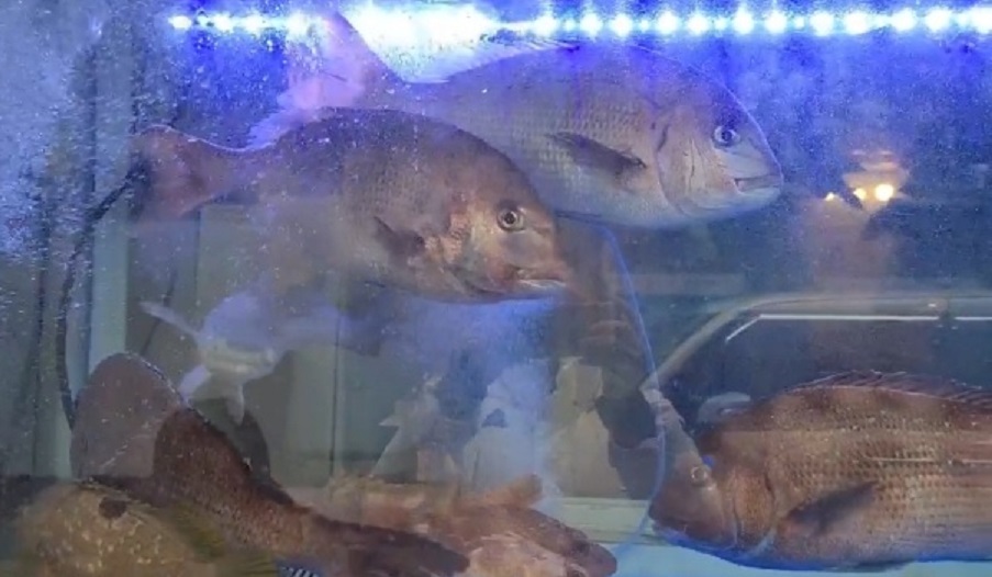 신선한수조-은하수다찌-통영