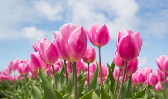 튤립 봄에 피는 꽃 튤립 꽃말 망고 튤립 꽃말 전국 튤립 축제