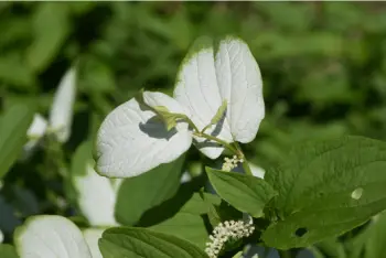 삼백초 효능 및 영양성분&amp;#44; 주의점
