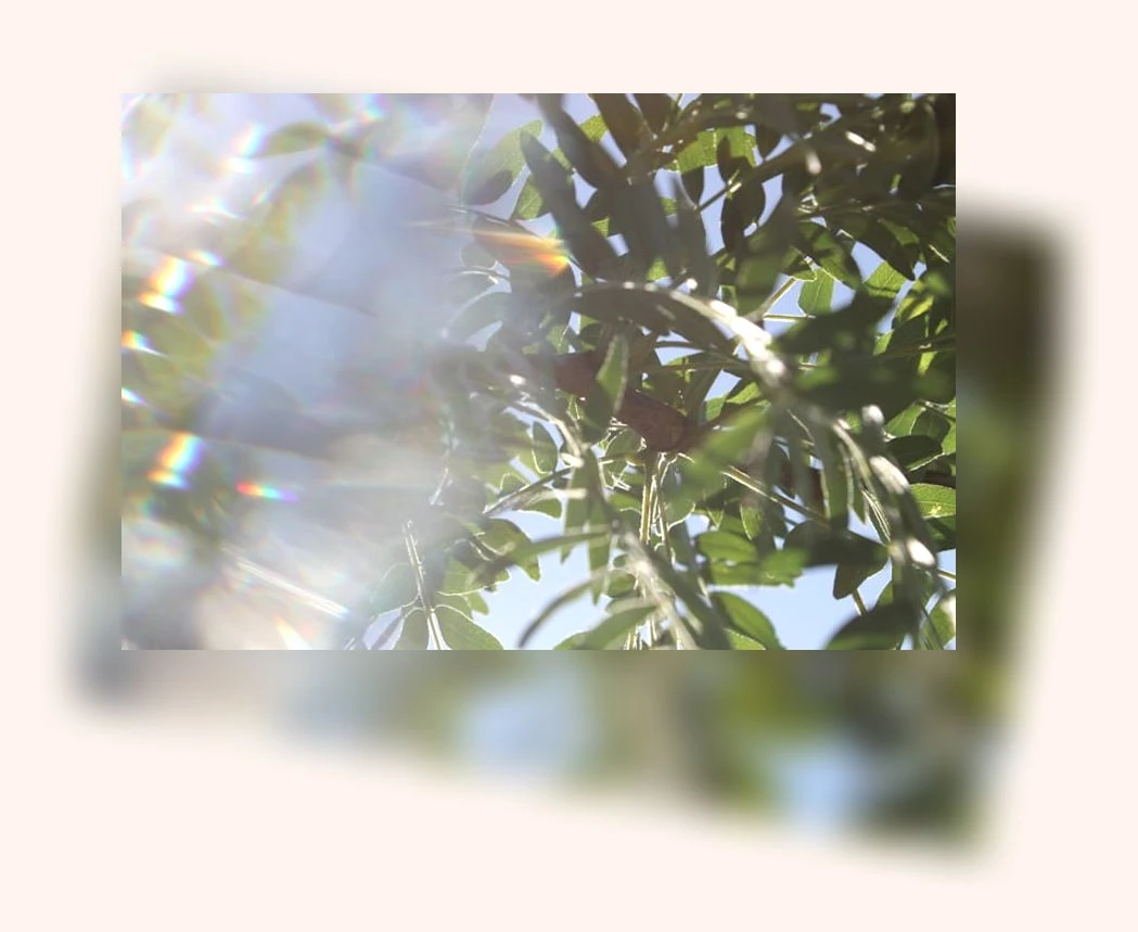 햇볕과 건강_1_subsection