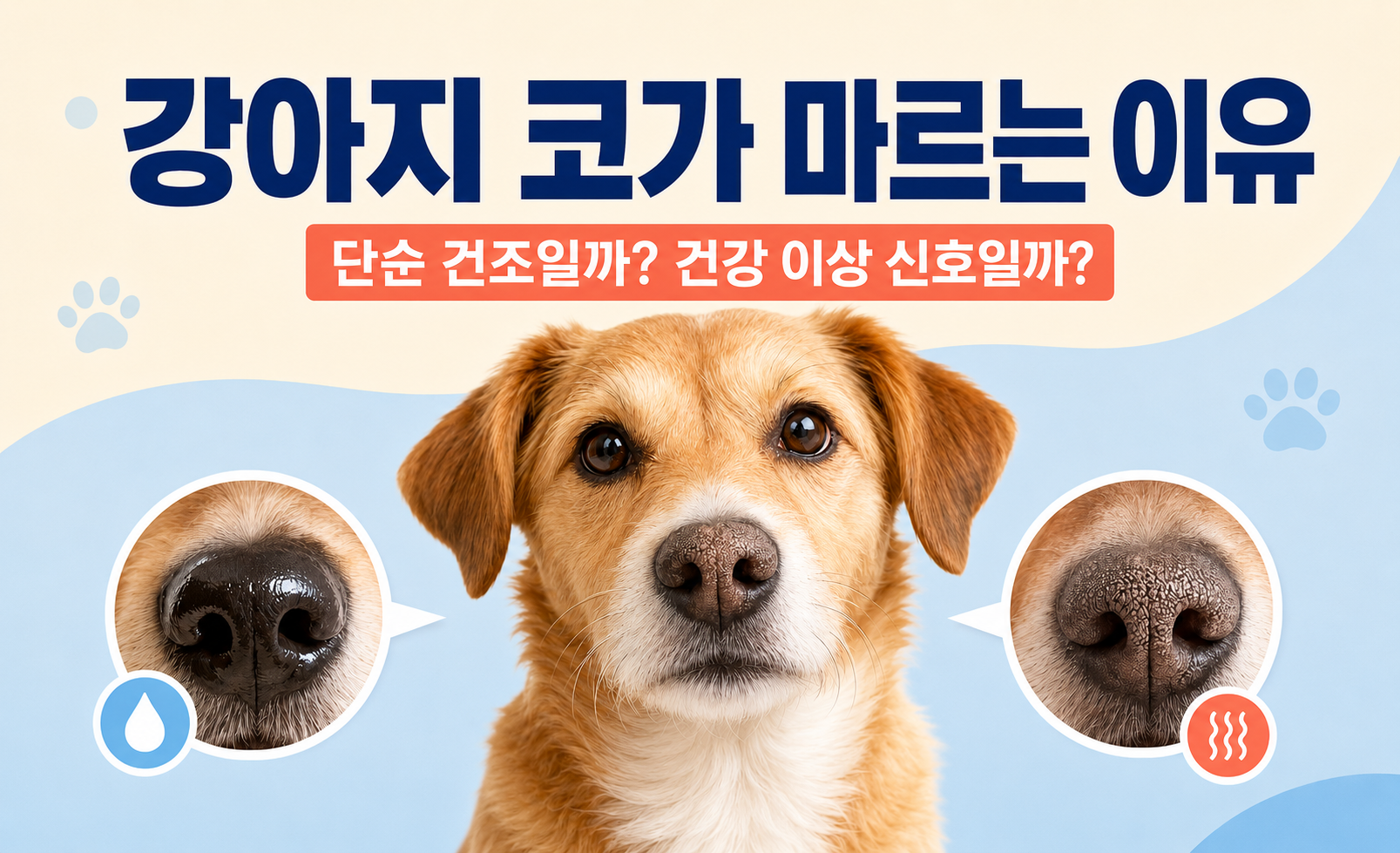 강아지 코가 마르는 이유와 정상 코 상태 대표 이미지