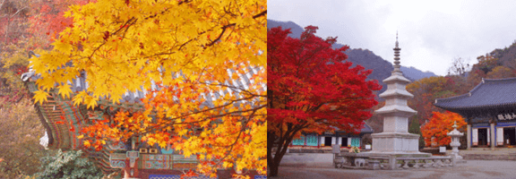 단풍여행 단풍트레킹 당일버스 여행