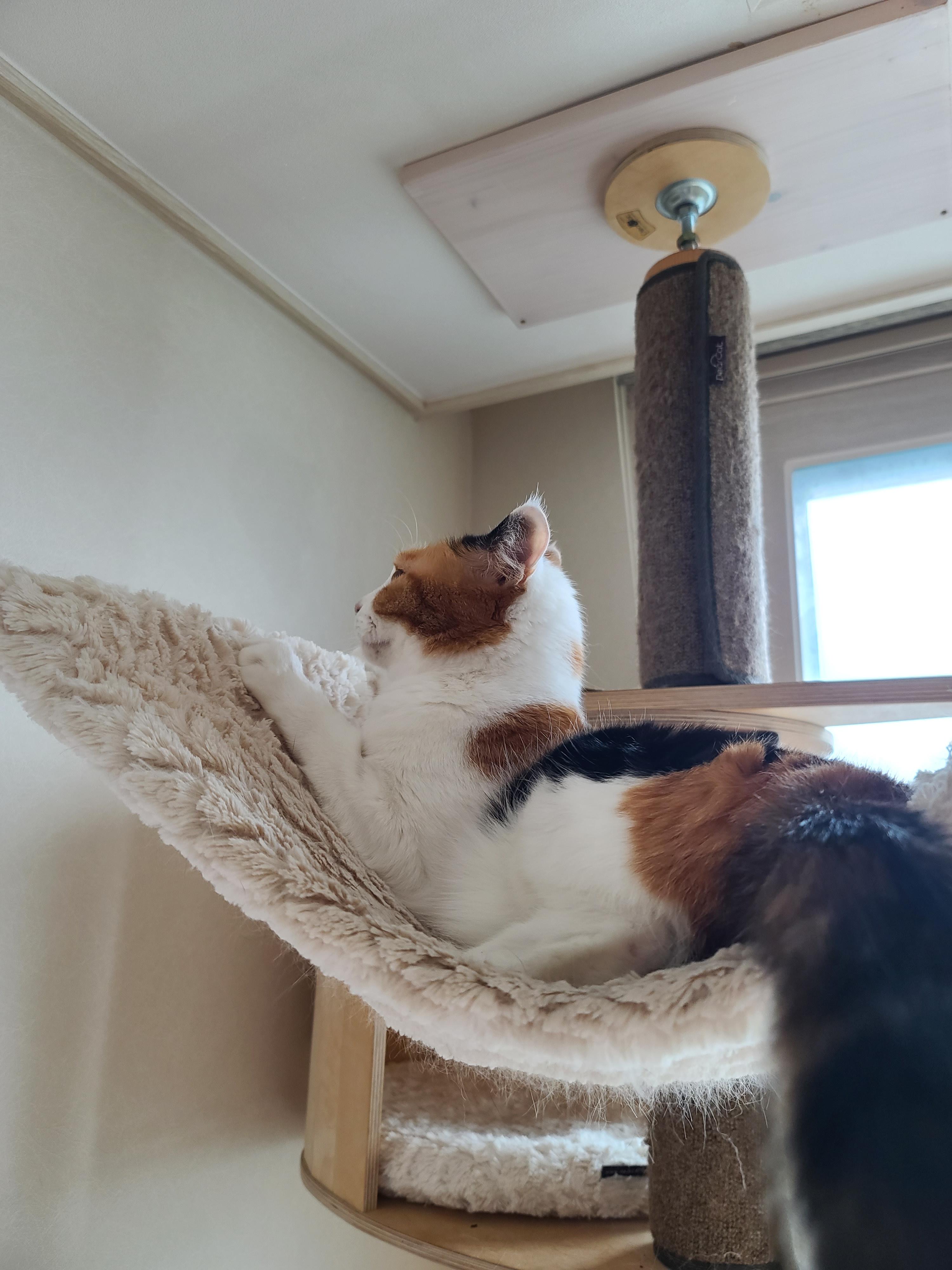 고양이만 만족하는 아침인사.