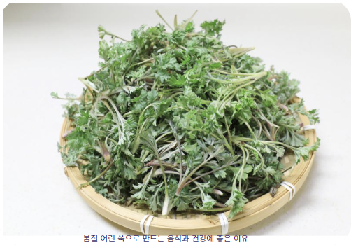 봄철 쑥 요리