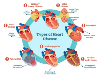 호르몬 균형 및 심장 건강 개선/출처:어도비스톡