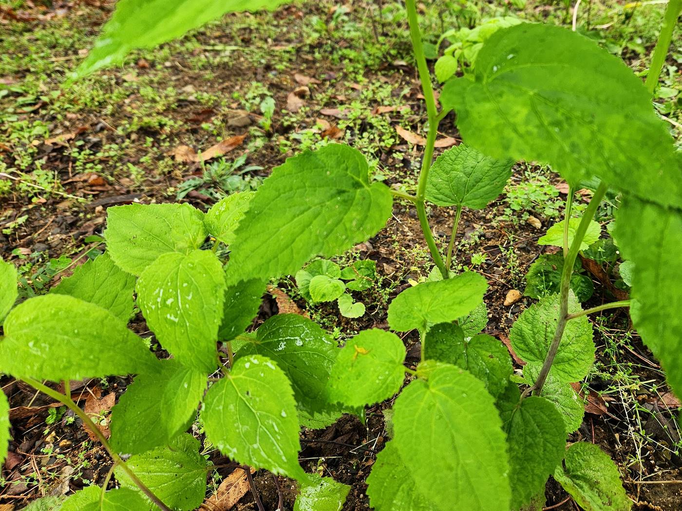 모시대 (모싯대)