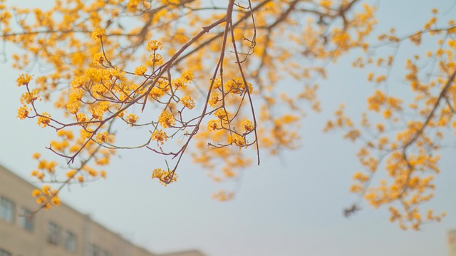 화담숲 입장및 모노레일 예약방법 (온라인 예약 절차 정리)
