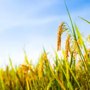 양곡관리법 개정안