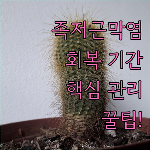 족저근막염 회복 기간과 단계별 관리 ..