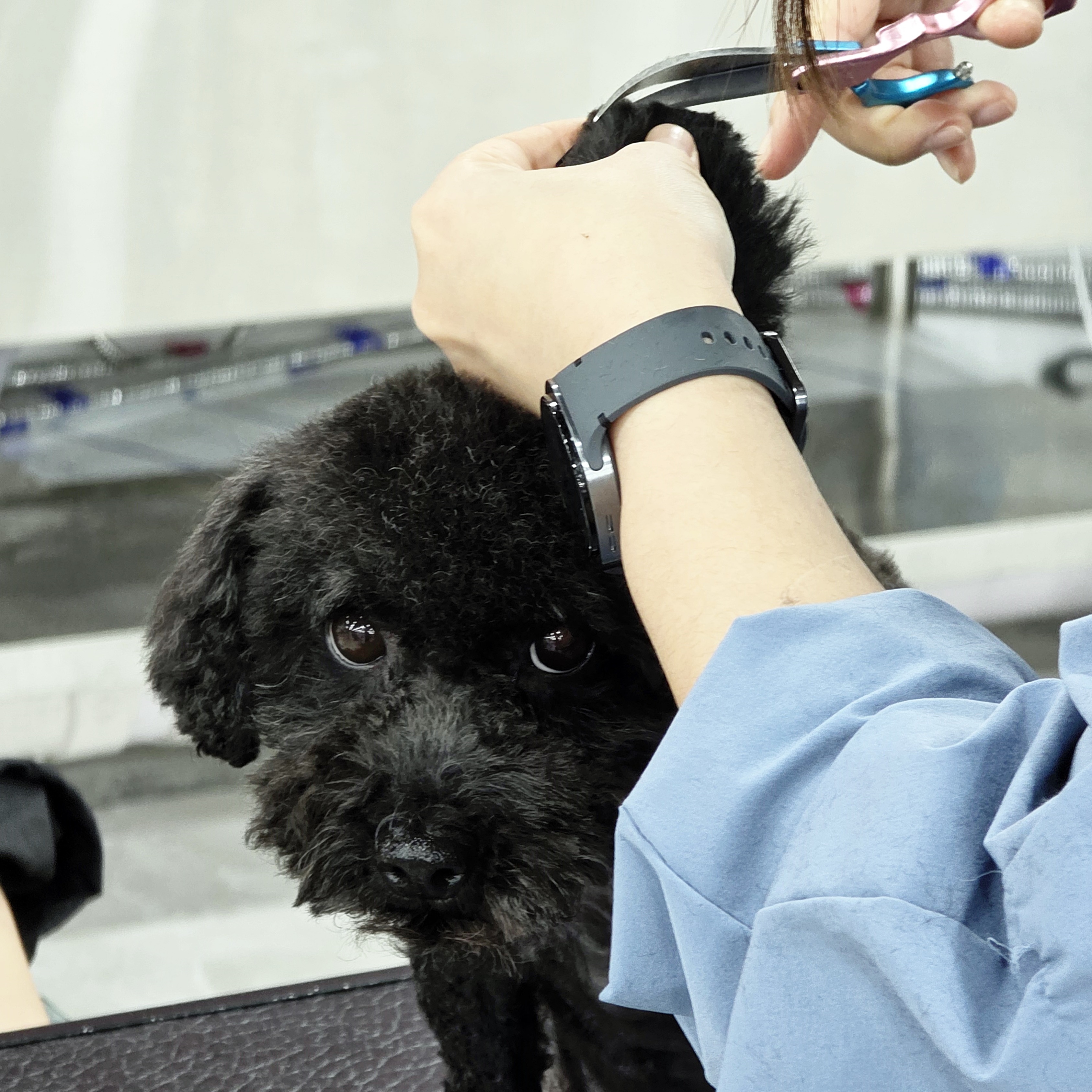 광명애견미용학원