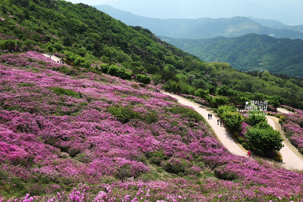 황매산 철쭉 개화시기, 셔틀버스, 산청 합천 5월 가볼만한곳
